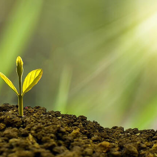 Confagricoltura: La bioeconomia circolare - sfide e opportunità per l'agricoltura e l'agroalimentare. Convegno il 25 maggio a Palazzo della Valle