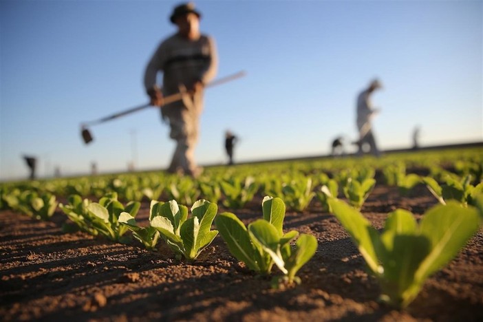 Agricoltura, dalla Regione un bando con 32,5 milioni di finanziamento per investimenti in produzione e competitività