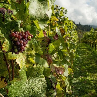 Stati Generali del Vino, Statti (Confagricoltura): Rendere più flessibile l'uso degli interventi strutturali e utilizzare tutti i fondi