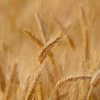 Giansanti: “Costruiamo insieme un nuovo modello agricolo. Il settore primario fondamentale per lo sviluppo sostenibile”