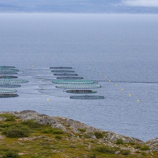 Pesca e acquacoltura, API: Settore fondamentale. Le priorità da affrontare: etichettatura, tempi per le concessioni e rivedere strategie UE