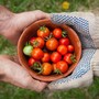 Meeting Rimini, il presidente di Confagricoltura Giansanti all’incontro “Food security e sostenibilità: cooperare per crescere”