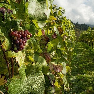 Confagricoltura alla rassegna &quot;Vini d'Abbazia&quot; a Fossanova