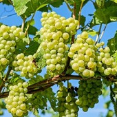 Le Associazioni di rappresentanza italiane, francesi e spagnole rivendicano l’importanza del vino, prodotto economico e culturale