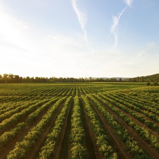 Agricoltura e sostenibilità: presentato al Meeting di Rimini il sondaggio di Confagricoltura e Università Cattolica di Piacenza