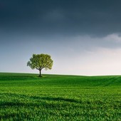 Comenvi dimostra necessità di maggiore equilibrio tra tutela biodiversità e capacità produttiva agricola UE