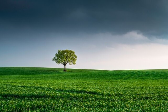 Comenvi dimostra necessità di maggiore equilibrio tra tutela biodiversità e capacità produttiva agricola UE