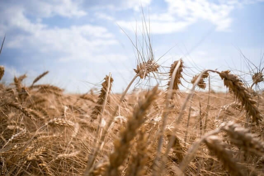 Il crollo della diga in Ucraina avrà pesanti conseguenze sul settore primario