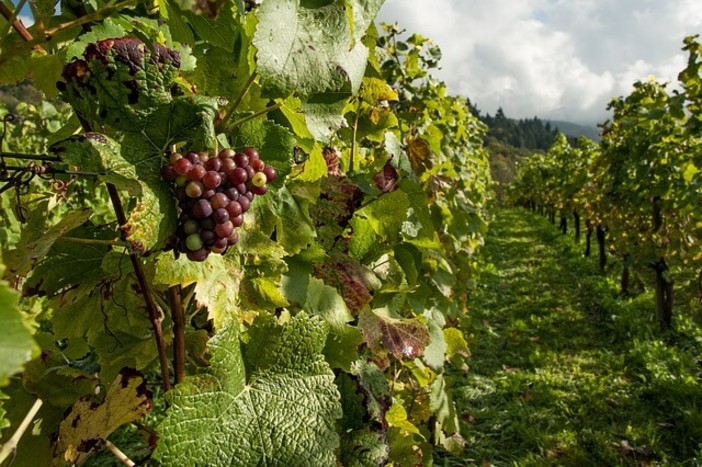 Confagricoltura alla rassegna &quot;Vini d'Abbazia&quot; a Fossanova