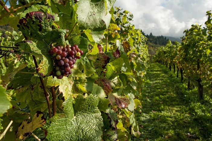 Stati Generali del Vino, Statti (Confagricoltura): Rendere più flessibile l'uso degli interventi strutturali e utilizzare tutti i fondi