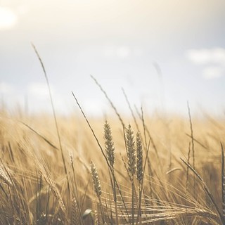 Europa, von der Leyen riconosce il valore del settore primario. Confagricoltura: maggiore protagonismo dell'agricoltura