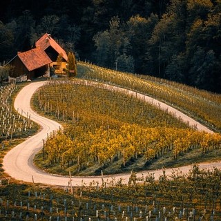 AGRIcoltura100: le imprese agricole italiane rafforzano gli investimenti in sostenibilità e innovazione per crescere