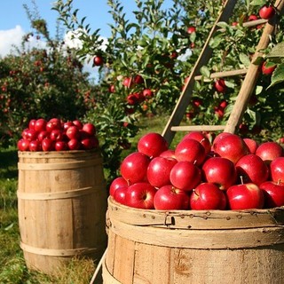 Europa, Agronetwork: servono politiche di partecipazione dalle attività economiche