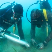 Terna avvia in Sicilia il trapianto sperimentale di Cymodocea nodosa