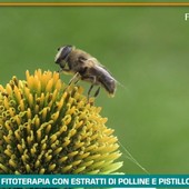 Fitoterapia con polline e pistillo,20 anni di studi dimostrano efficacia