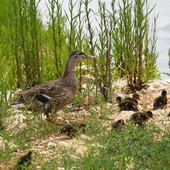 AQP restituisce acqua in natura contribuendo a conservare biodiversità